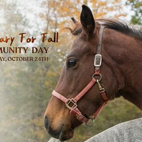 Image: Sanctuary For Fall: CAS x Queerly Community Day Event