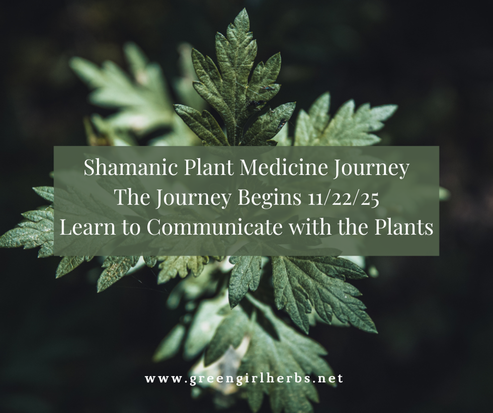 spmj_2025_mugwort_2.png