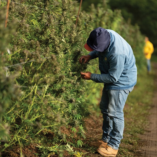 Sow it Goes: The First Legal Weed Harvest in New York