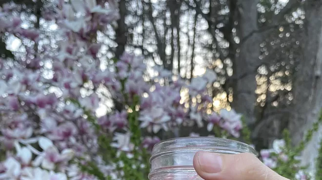 Image: Spring Beauties: Violet, Lilac and Magnolia Medicine