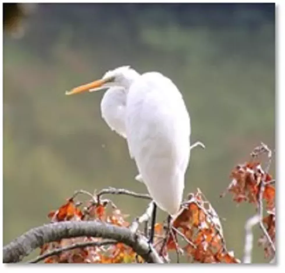 bird---robert-amendola.webp