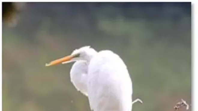 Image: Spring Bird Walk with Alan Devoe Bird Club