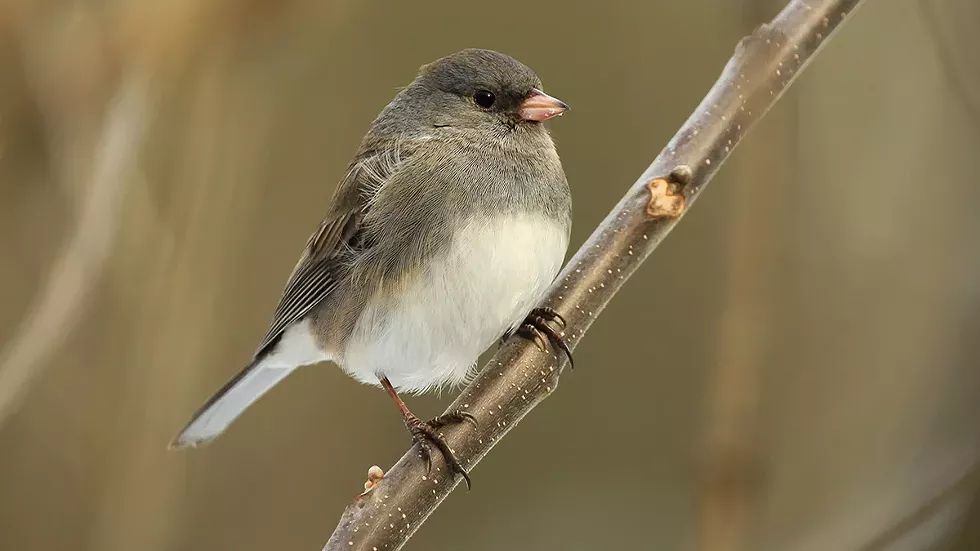 junco-bird.webp