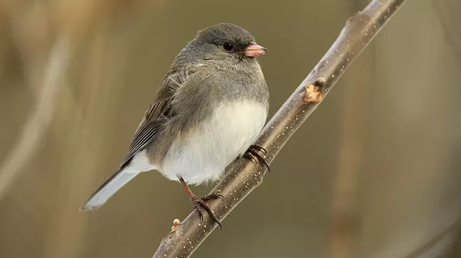 Image: Spring Birding Walk