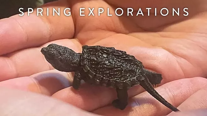 Image: Spring Explorations - Rockin' Reptiles and Amazing Amphibians