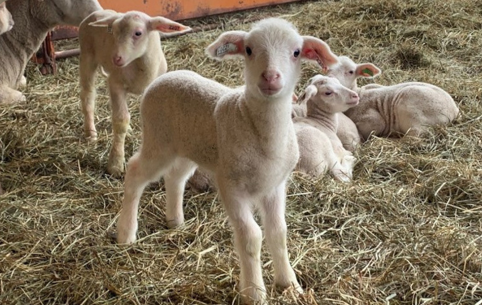 Some of the young lambs at Willow Pond Sheep Farm in Gardiner