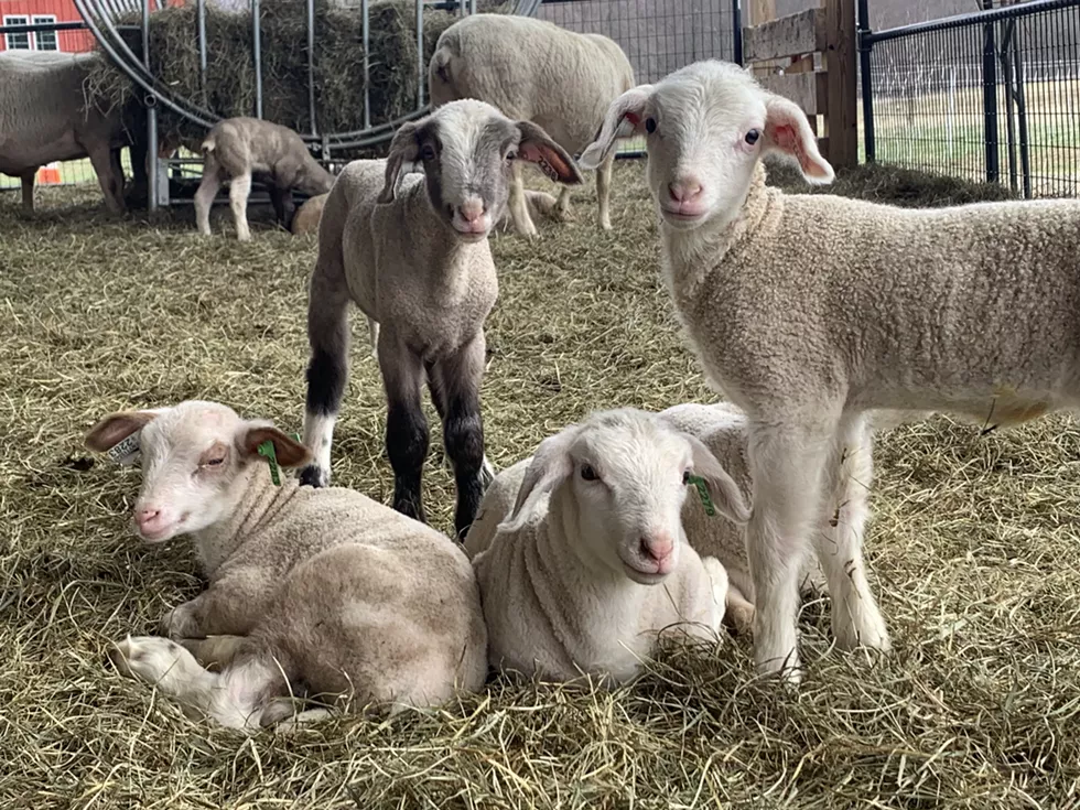 A few of our newborn lambs