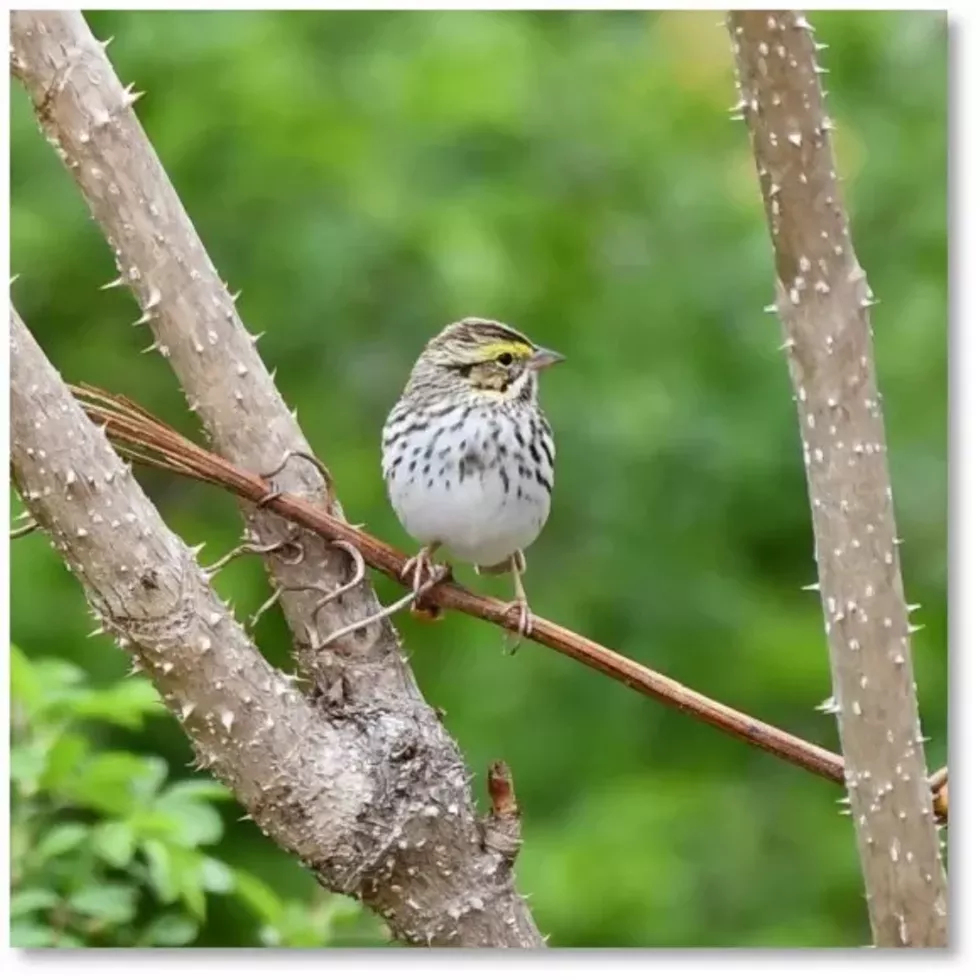 bird-kevin-kelly.webp