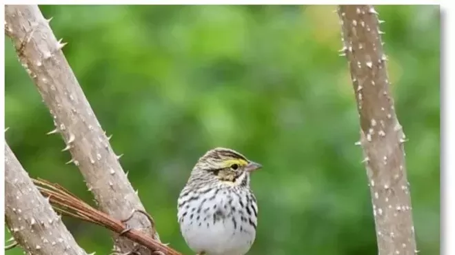 Image: Spring Migration Bird Walk with Alan Devoe Bird Club