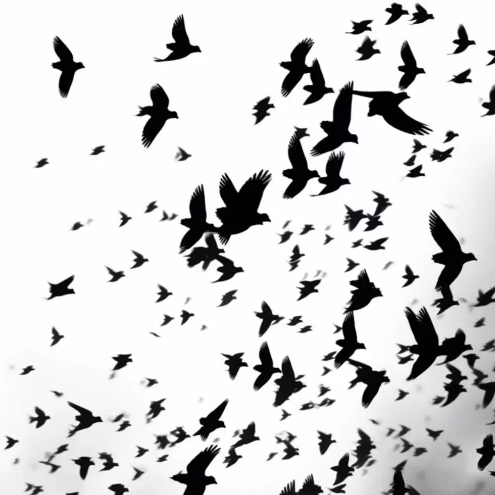 flock-of-birds-sls_1-1-768x768.webp