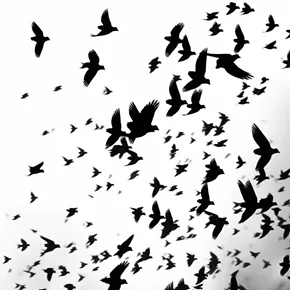 Image: Suddenly Last Summer