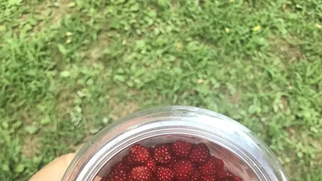 Image: Summer Blooms and Berries Plant Walk, $35