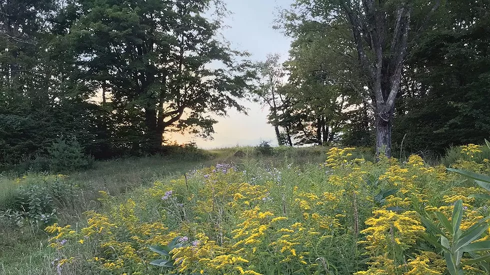 walking_path-dhc_vsnr_sunset.webp