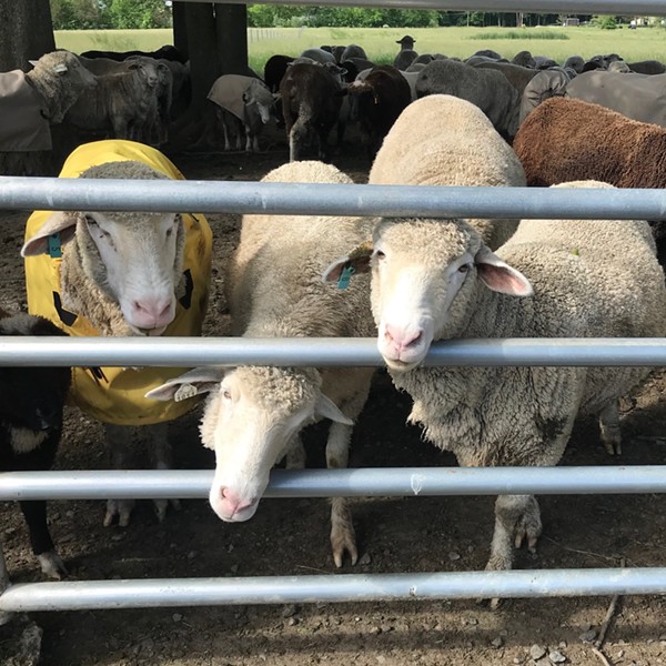 Sheep at White Barn Farm Sheep & Wool