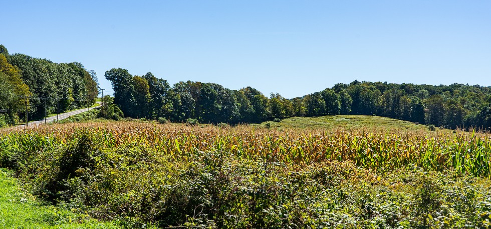A landscape shot of a field, with rolling hills and trees in the background.