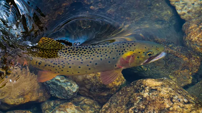 Image: The Biology of Fish