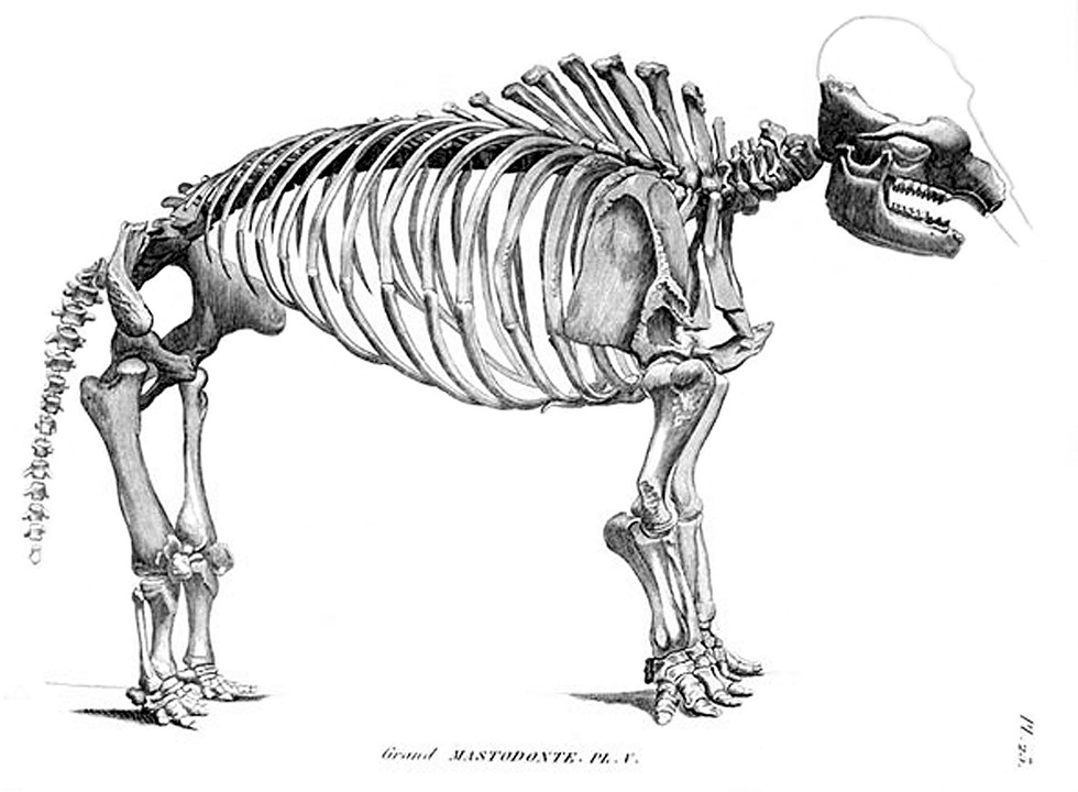 Aa 19th-century sketch of the reconstructed Montgomery mastodon.