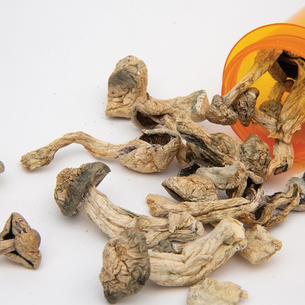 The Healing Mushroom: Will New York Legalize Psychedelics?