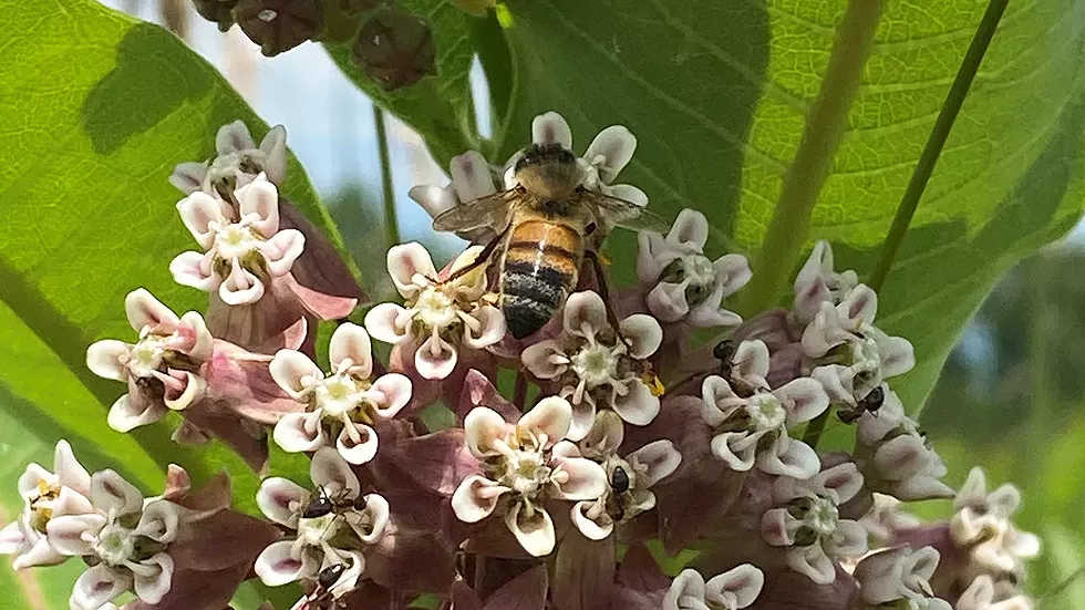 pollinator-pathway.webp