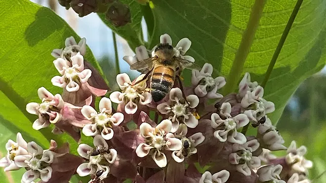 Image: The Pollinator Pathway: Bee On It!