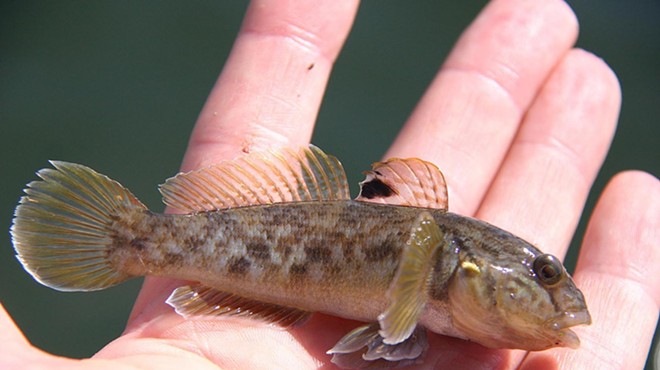 A small fish in the palm of a hand. The fish is the round goby, a species native to the Black and Caspian Seas that has become invasive in North America.