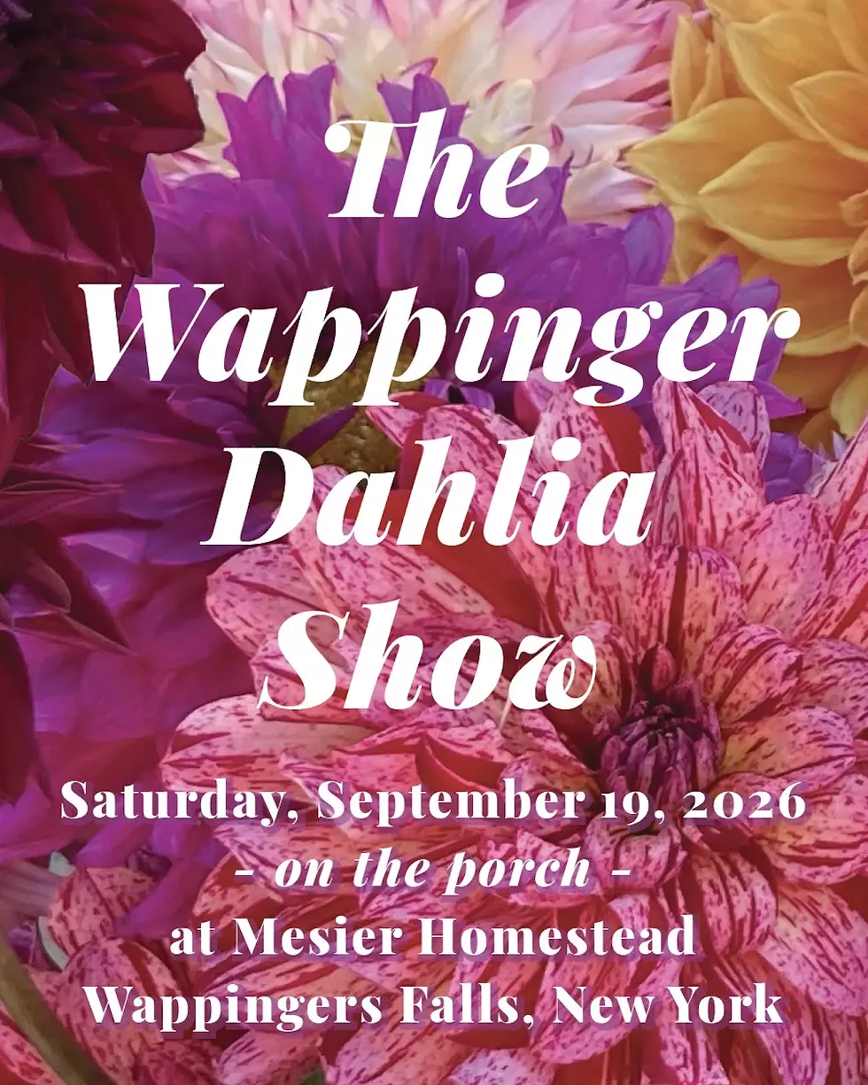 dahlia_show.webp