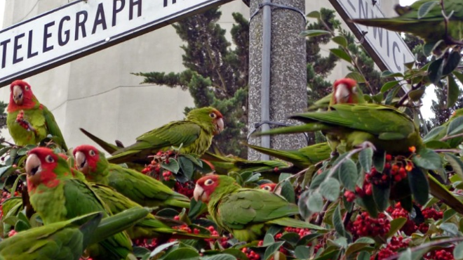 Image: THE WILD PARROTS OF TELEGRAPH HILL + Q&A