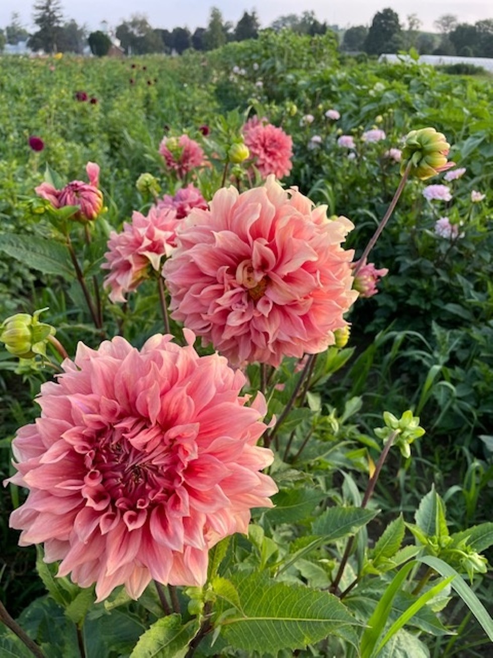 Growing Dahlias is one of many workshops being offered.