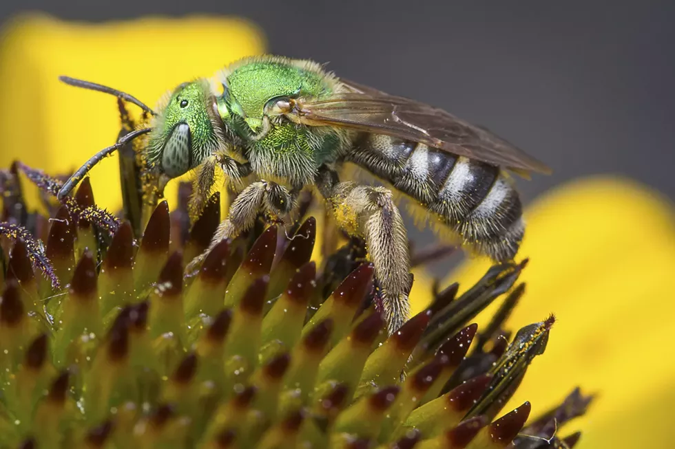 nature_bee.webp