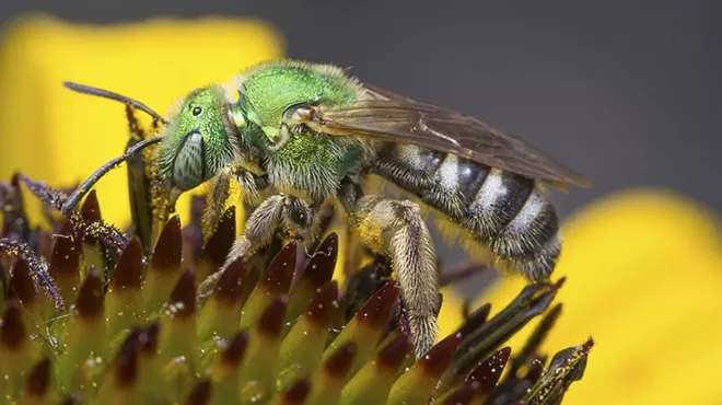 Image: The World of Bees with Ecologist Kyle Bradford