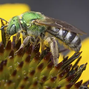 Image: The World of Bees with Ecologist Kyle Bradford