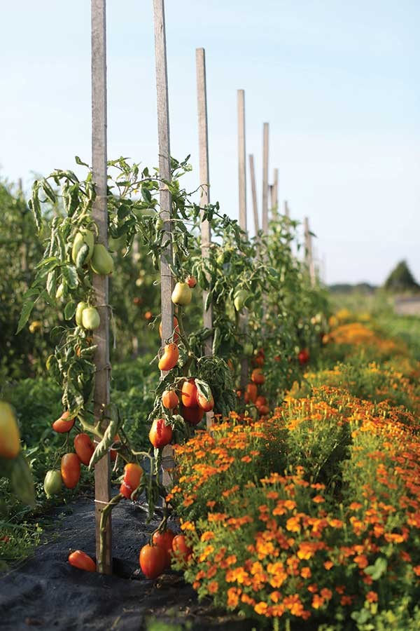 Tomatoes and marigolds.