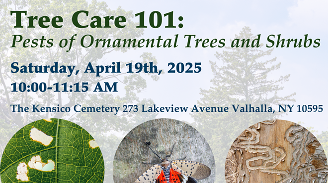 Image: Tree Care 101: Pests of Ornamental Trees and Shrubs