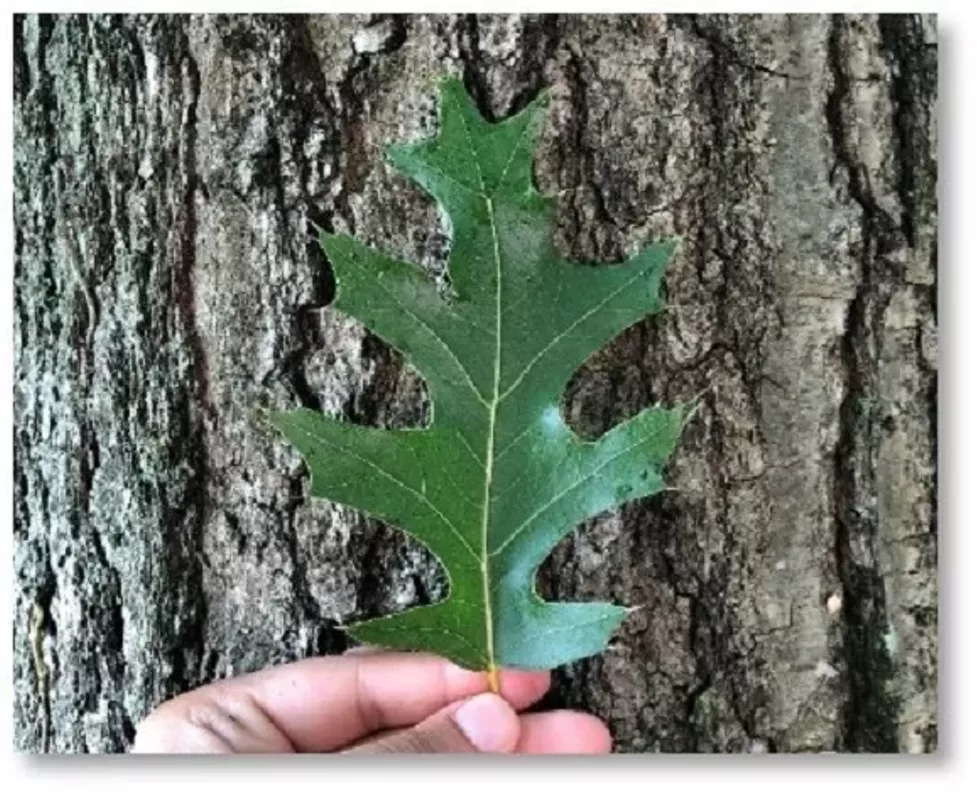 tree-and-leaf---devyani-mishra.webp