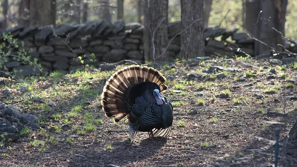 turkey-david-soete-2.webp