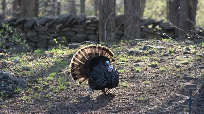 Image: Turkey Talk