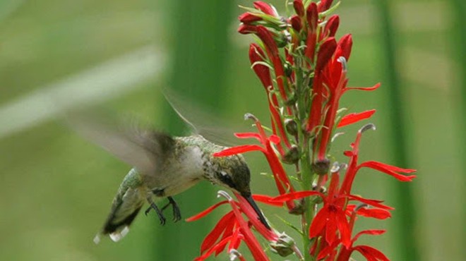 Turn Your Garden Into a Hummingbird Paradise With These 5 Native Plants