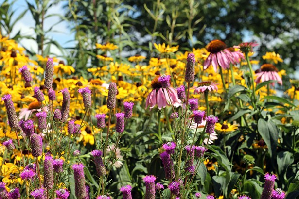5 Sun-Loving Native Flowers in Bloom in the Hudson Valley