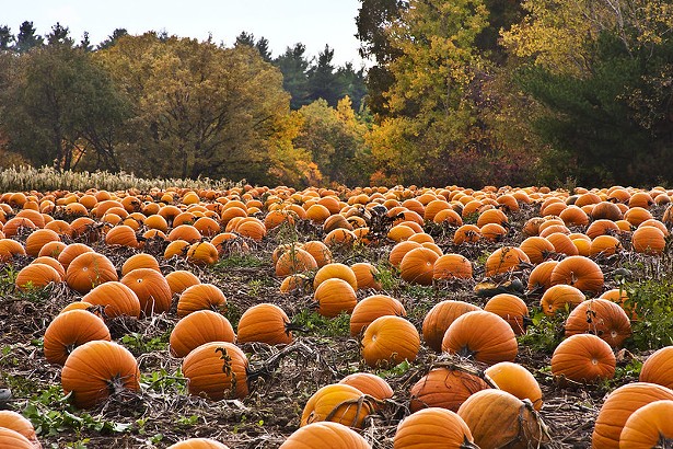 The Hudson Valley's Best U-Pick Pumpkin Patches