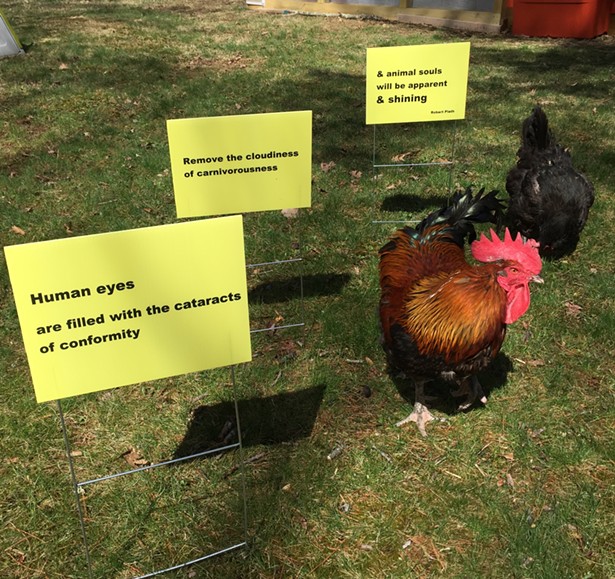 Chickens for Change: Rebecca Moore and the Institute for Animal Happiness