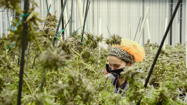 The Women Cultivators Behind The Pass's Farm-to-Label Cannabis