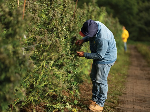 Sow it Goes: The First Legal Weed Harvest in New York