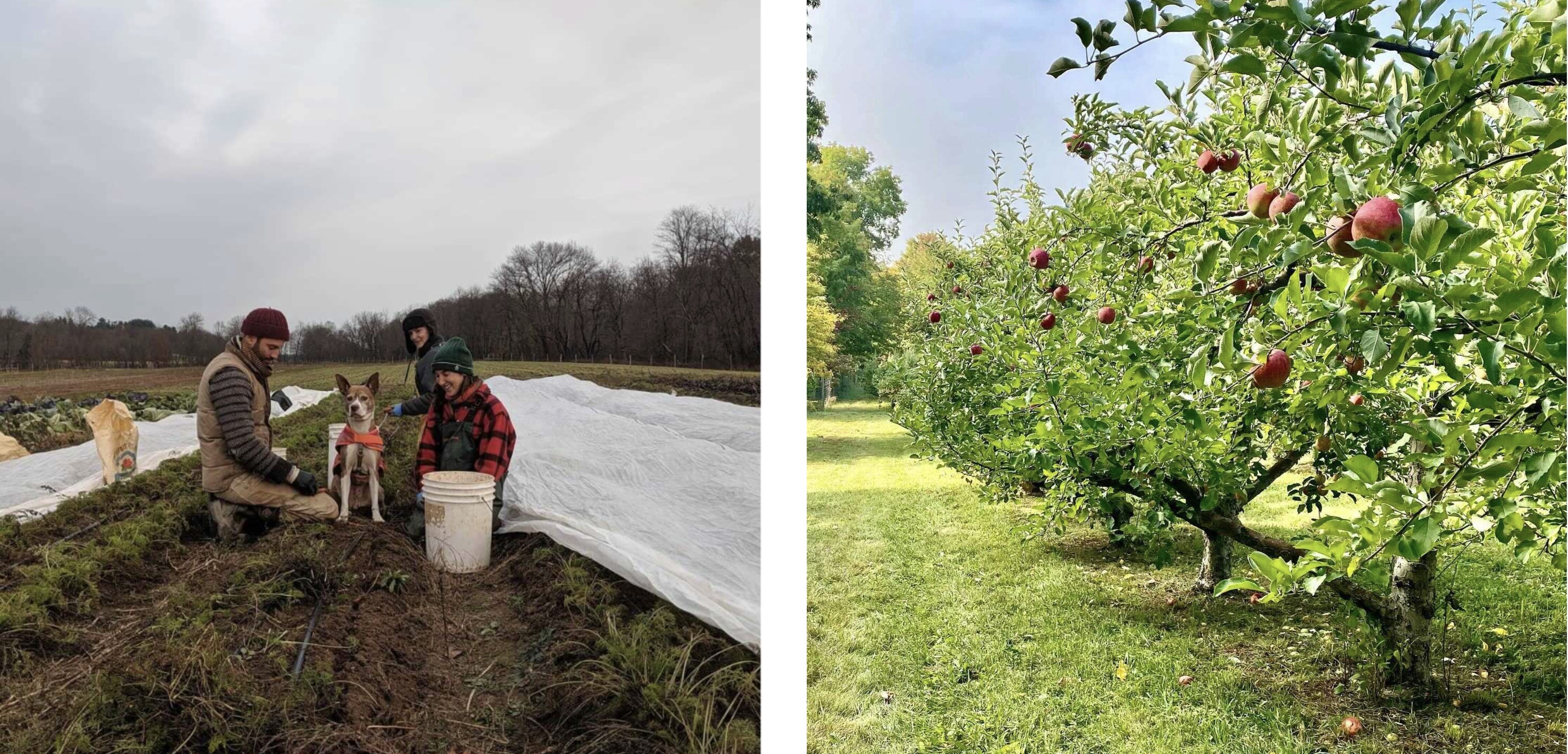 How Hudson Valley Farmers Are Experiencing Climate Change
