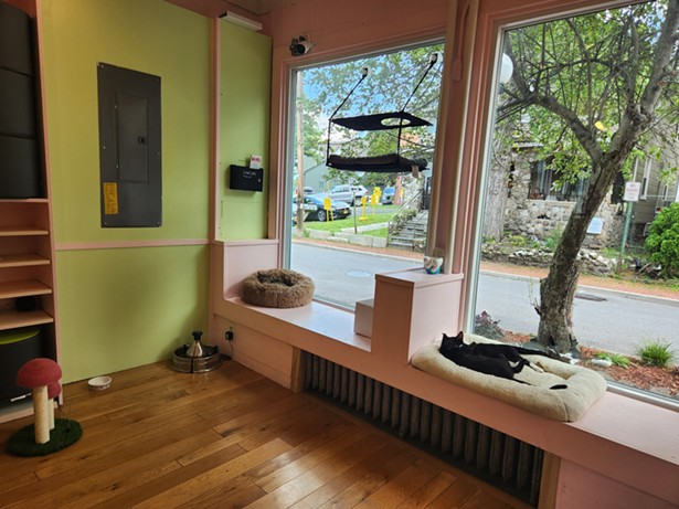 Beans Cat Cafe Expands to New Paltz