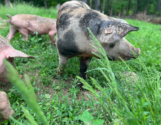 Amid Factory Farming, Hudson Valley Embraces Small-Scale Farming Solutions