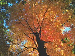 Editor's Note: Autumn's Tendrils