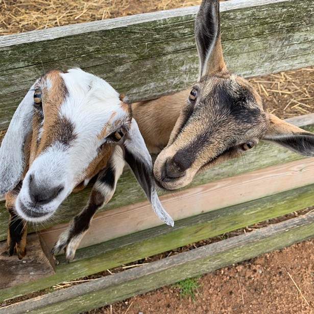Kid-Friendly Places to Pet Animals in the Hudson Valley