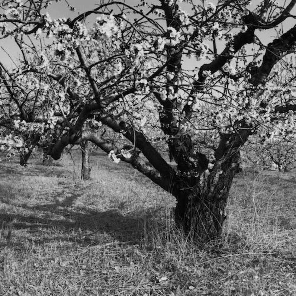 Milton Turnpike Orchard, Milton, 1998