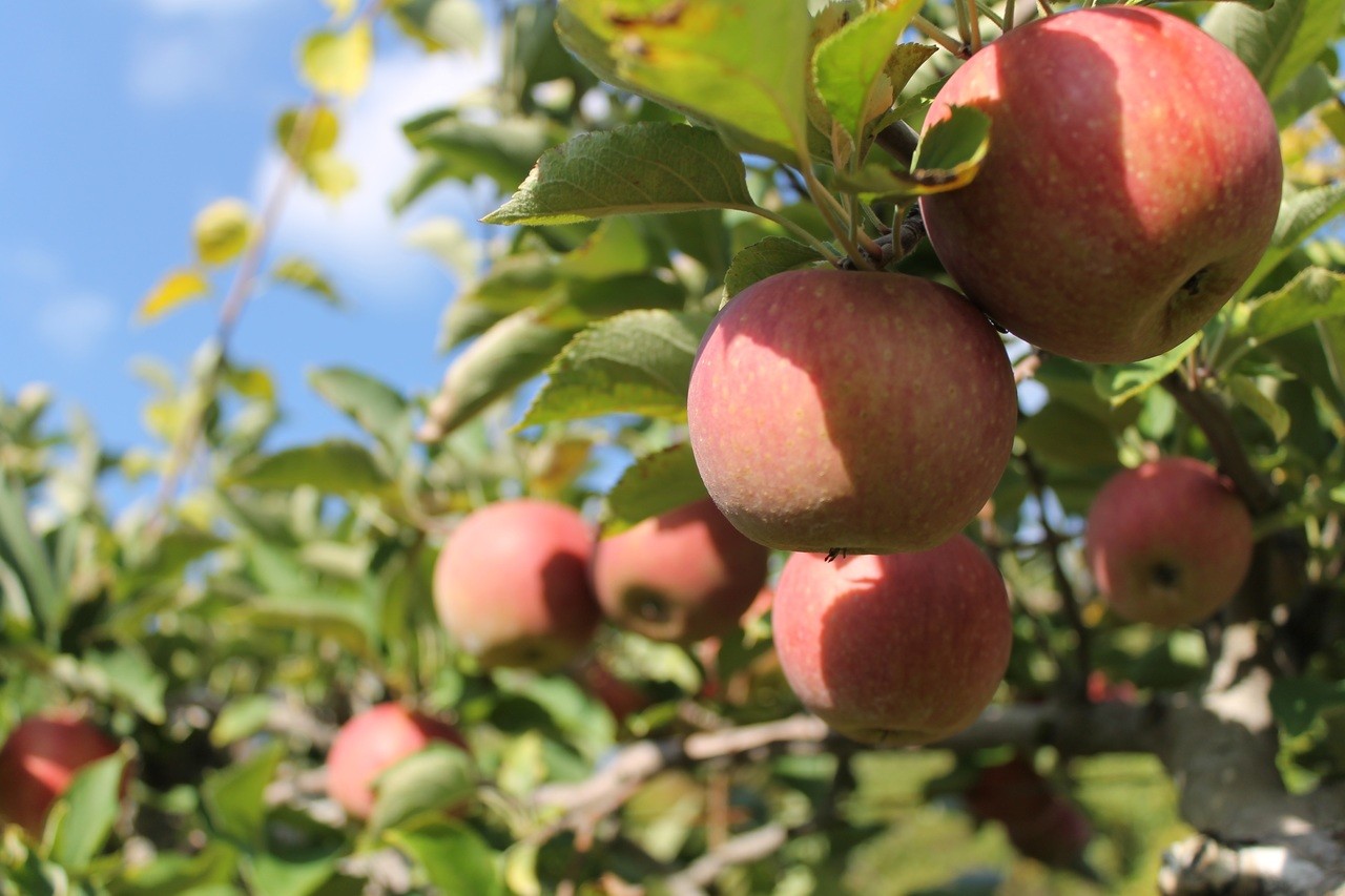 Clarke's Family Farm - Organic Apples, Pumpkins