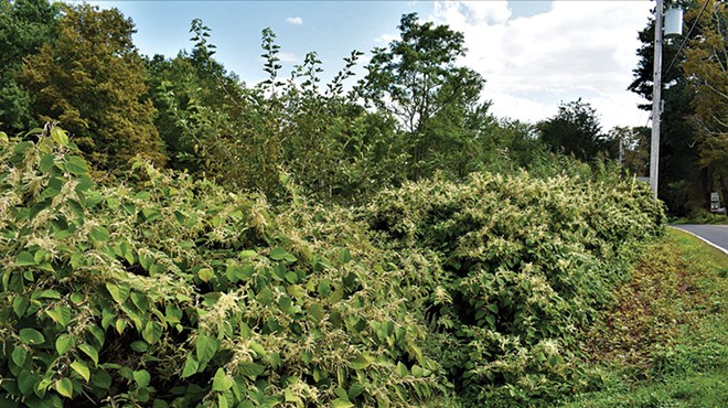 Weeds with Laura Wyeth Part II: The Japanese Knotweed